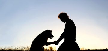 Quelle mutuelle chien choisir : prix et couverture ?