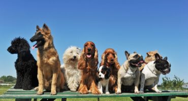 NetVox Assurances : Est-ce que la race du chien influence le prix de l’assurance ?