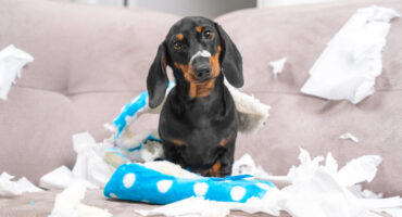NetVox Assurances : déclaration des dégâts causés par son chien à l'assurance habitation
